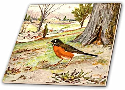 3drose Američki Robin Vintage Bird Art Print-poklon ljubitelja ptica prirode-pločice