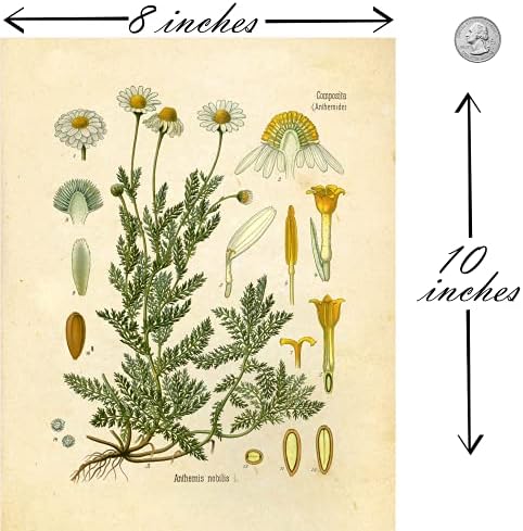 Vintage Botanical Prints / Woodland Plants kompanije Ink Inc. / Šumske gljive sa divljim cvijećem zidna