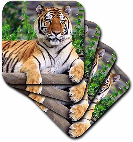 3drose CST_3132_4 Sibirski tigrasti keramički podmetači za pločice, Set od 8 komada