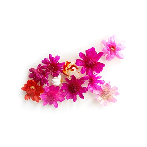 KADS 10kom pravi suhi cvijet nasumično dekoracija noktiju za Nail Art alati za manikuru pribor za