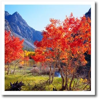 3Droza HT_206118_1 USA California Sierra Nevada Aspen Drveće u jesen u Sierrasu željezo na prijenosu topline za bijeli materijal, 8 x 8
