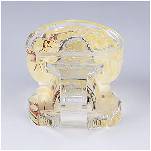 KH66ZKY transparentni patološki Model zuba-Model zubnih zuba-sa zubnim živcem, Inlay korijenskim kanalom, za prikaz školskog obrazovanja ili edukaciju pacijenata