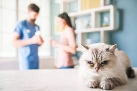 My Lucky Pets LLC Cat Allergy Itch - CAT Allergion Relief Complex - Premium svrbež reljeva - Imunološki