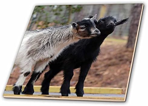 3dRose fotografiju dvije mutne koze koje poziraju za kameru. - Pločice.