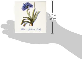 3dRose ct_171231_1 plavi afrički ljiljan, Botanički Print plavog Ljiljana mali cvjetni klaster-keramička pločica, 4 inča