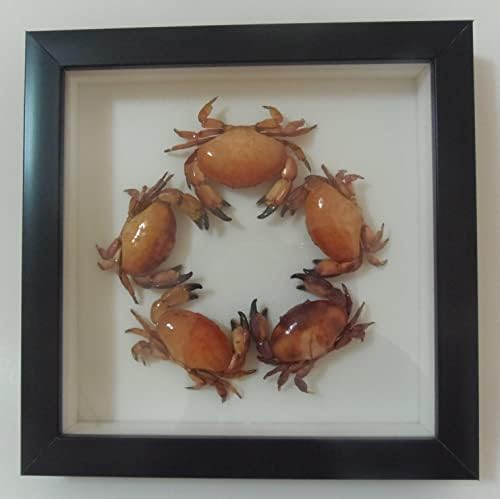Bashful Crab Atergatis Integerrimus