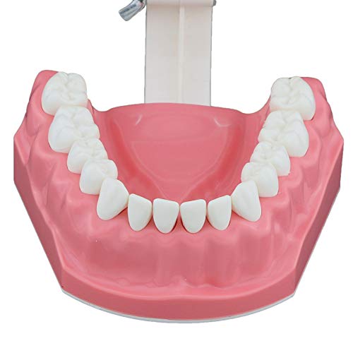 DENTALMALL Dental Model četkanje koncem praksa zubi Typodonts Mode gingiva vidljivi anatomski demonstracija
