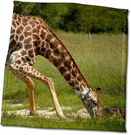 3Droza Giraffe Piting, Giraffa Camepopardalis, Hwange NP, Zimbabve, Afrika - Ručnici