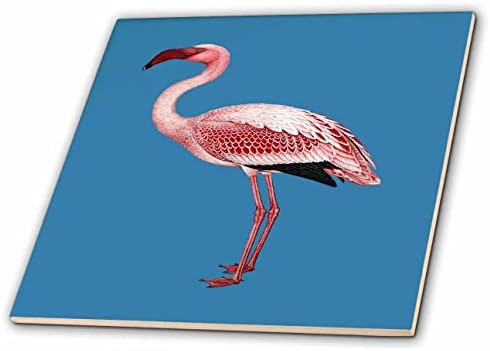 3drose Pink Flamingo izolovana vektorska umjetnost na plavim pločicama