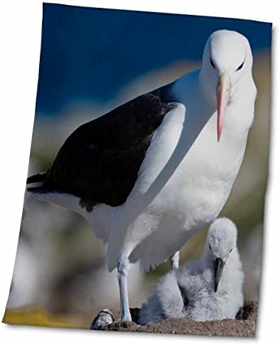 3Droza Danita Delimant - životinje za bebe - Falklandska ostrva, Albatross, Chick - Ručnici