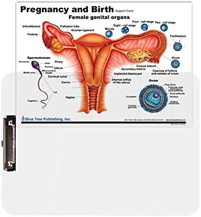 Trudnoća i rođenje, ženska reproduktivna karta sa međuspremnikom za umetak i modelom dodatne materice