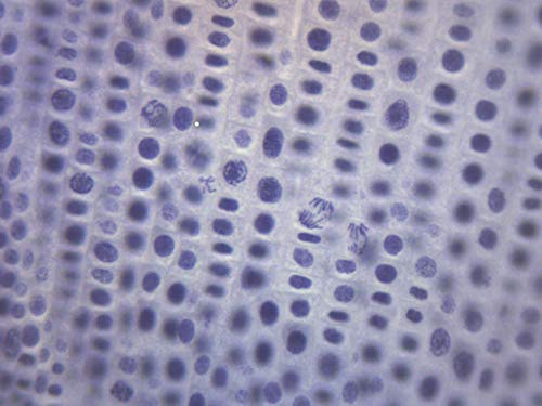 Mitoza Luka, pripremljeni mikroskop-75 x 25mm - biljna mitoza, uvodna mikroskopija-Eisco Labs