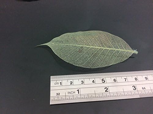 Cyan zeleni kostur ostavlja 4 inčni prirodni cvijet u boji izrada prirodnih gumenih listova